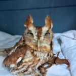 Rescue Transport Volunteer Training Class with Evelyn Alexander Wildlife Center