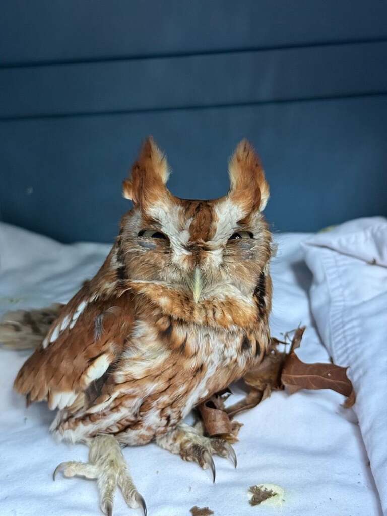 Rescue Transport Volunteer Training Class with Evelyn Alexander Wildlife Center
