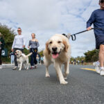 ARF's Stroll to the Sea Dog Walk