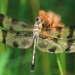 Dragonfly Day, A Fun Family Event
