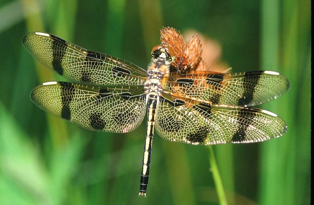 Dragonfly Day, A Fun Family Event