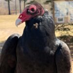 Lunch with the Birds at Evelyn Alexander Wildlife Rescue Center