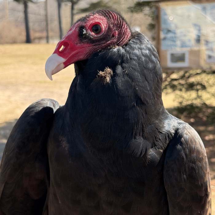 Lunch with the Birds at Evelyn Alexander Wildlife Rescue Center