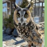 Evelyn Alexander Wildlife Rescue Center Invites Community to "Raptors in the Garden" at Landcraft Garden Foundation