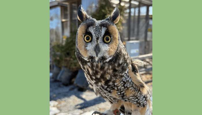 Evelyn Alexander Wildlife Rescue Center Invites Community to "Raptors in the Garden" at Landcraft Garden Foundation
