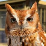 Evelyn Alexander Wildlife Rescue Center Presents Birds of Prey at Marders