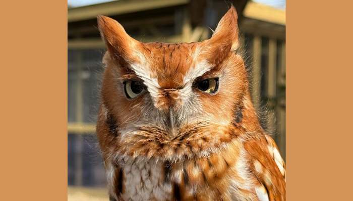 Evelyn Alexander Wildlife Rescue Center Presents Birds of Prey at Marders