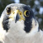 Evelyn Alexander Wildlife Rescue Center Presents Birds of Prey at Marders