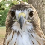 The Birds Are Back: Evelyn Alexander Wildlife Rescue Center’s Birds of Prey Return to Marders