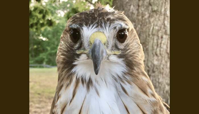 The Birds Are Back: Evelyn Alexander Wildlife Rescue Center’s Birds of Prey Return to Marders