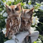 Evelyn Alexander Wildlife Rescue Center to Bring Owl Story Time to Amagansett Free Library
