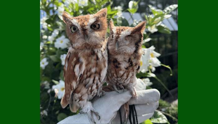 Evelyn Alexander Wildlife Rescue Center to Bring Owl Story Time to Amagansett Free Library