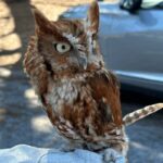 Evelyn Alexander Wildlife Rescue Center to Host Owl Meet & Greet at Provisions in Sag Harbor