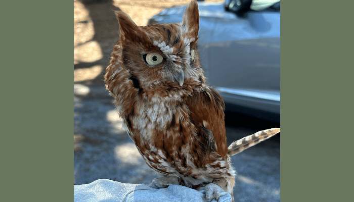 Evelyn Alexander Wildlife Rescue Center to Host Owl Meet & Greet at Provisions in Sag Harbor