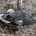 Evelyn Alexander Wildlife Rescue Center to Host Virtual Rescue Transport Volunteer Training Class