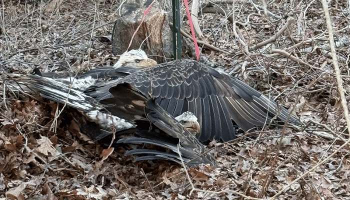 Evelyn Alexander Wildlife Rescue Center to Host Virtual Rescue Transport Volunteer Training Class